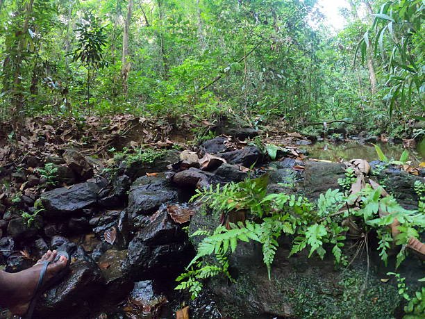 sinharaja rainforest trek